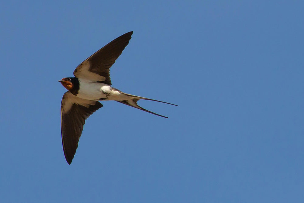 Les jumelles acheter pour observer le retour des oiseaux migrateurs