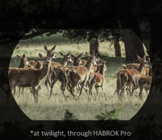 Hikmicro habrok HQ35LN 4k Wärmebildfernglas