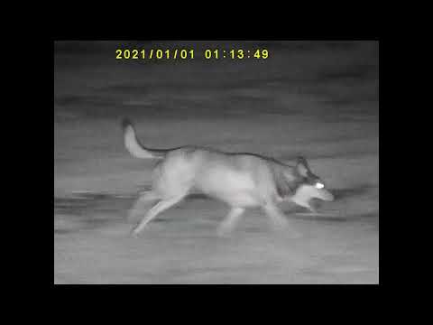 monokular Bushnell Nachtsichtgerät Equinox X650 5X32 MM 