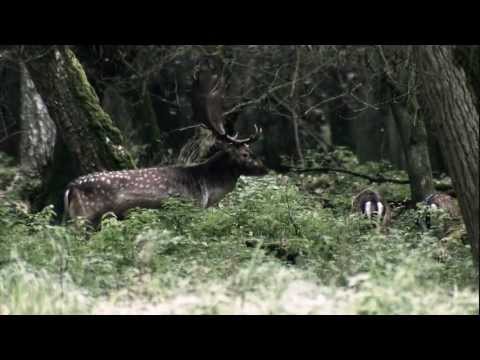 fernglas Zeiss Victory HT 10X54 